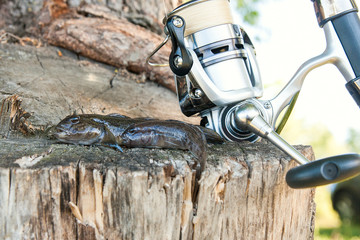 Two freshwater bullhead fish or round goby fish just taken from the water and fishing rod with reel...