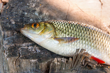 Close up view of single common rudd fish on natural vintage wooden background..