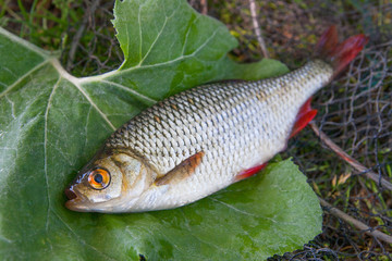 Close up view of two freshwater common rudd fish on big green leaf..