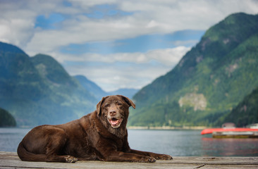 Senior Chocolate Labrador Retriever outdoor portrait lying down on dock in mountain lake