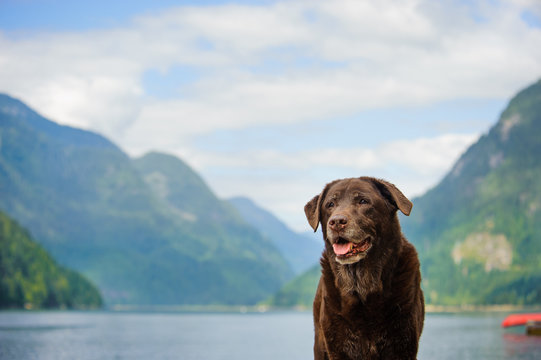 Senior Chocolate Labrador Retriever dog outdoor portrait standing surrounded by a mountain lake