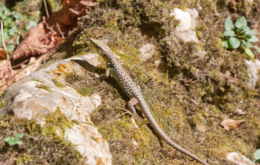 Rock lizard ( Darevskia saxicola) basking in the sun