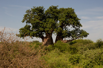 Baobab Tree in Front of Blue Sky
