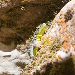 Rock lizard ( Darevskia saxicola) basking in the sun