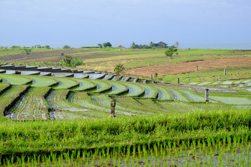 Rice fields overlooking the sea in Tabanan Regency, Bali