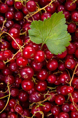 Red currant berry as background..
