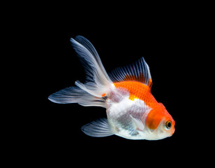 Goldfish isolated on black background