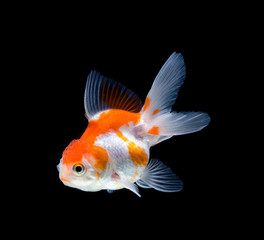 Goldfish isolated on black background