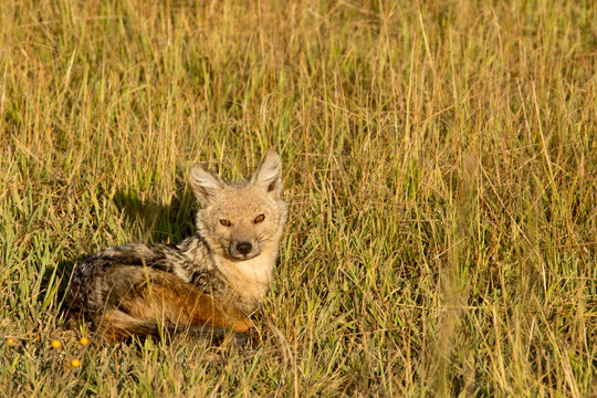African Jackal in the Grass