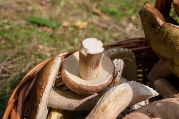 Porcini mushrooms (Boletus edulis, cep, penny bun, porcino or king bolete) in the wicker basket on natural background..