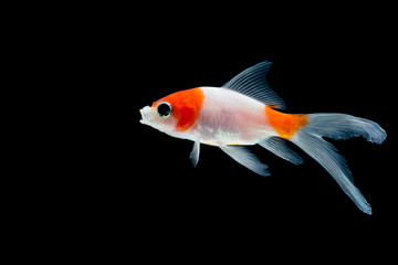 Goldfish isolated on black background