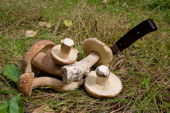 Group of porcini mushrooms (Boletus edulis, cep, penny bun, porcino or king bolete) with knife on natural background..