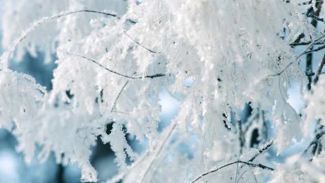 Beautiful sunny winter forest natural background. Snowy icy dry foliage on branches of trees moving in frosty wind. Real time full hd video footage.