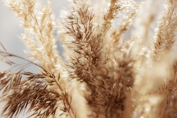 close up of dry reed grass golden flower, selective focuse