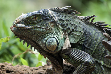 Green iguana in Brazil