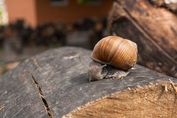 Close up view of Burgundy snail (Helix, Roman snail, edible snail, escargot) crawling on the trunk of old pine tree. .