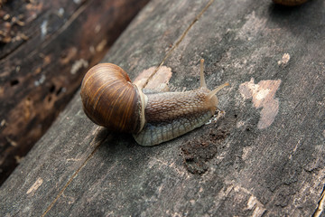 Close up view of Burgundy snail (Helix, Roman snail, edible snail, escargot) crawling on the trunk of old pine tree. .