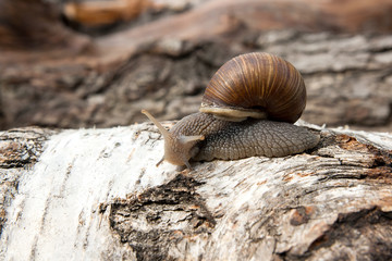 Burgundy snail (Helix, Roman snail, edible snail, escargot) crawling on the trunk of old birch tree. .