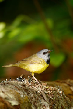 Mourning Warbler