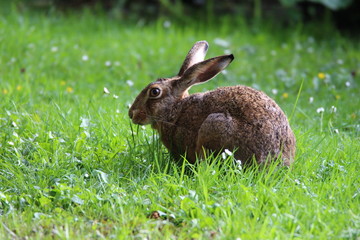 Kleiner Hase
