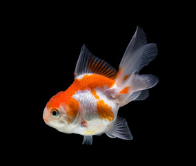 Goldfish isolated on black background