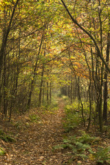 Obraz premium Autumnal landscape
