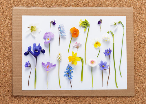 Colorful floral mix of fresh wild spring flowers. Creation of a herbarium. Floral background.