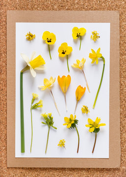 Collection of fresh wild spring flowers in yellow color. Creation of a herbarium. Floral background.