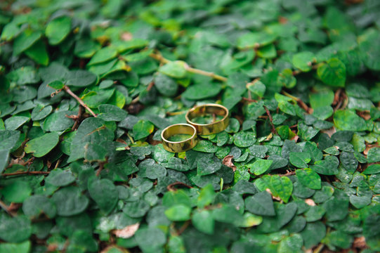 details wedding rings leaves autumn nature sun