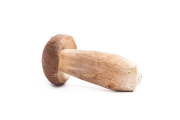 Single Porcini mushroom known as boletus edulis isolated on white background.