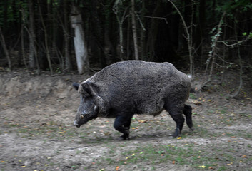 Wild boar runs out of the forest