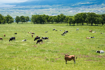 北海道の牧場　牛　乳牛