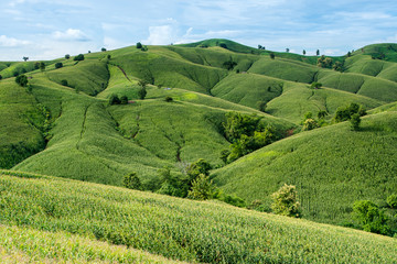 asphalt road through the green field and clouds on blue sky in summer day