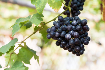 vine grapes at harvest