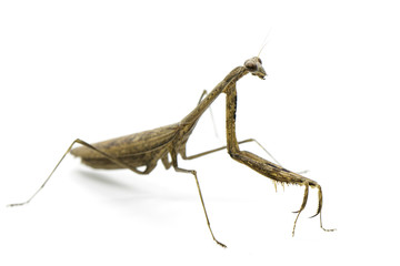 Image of Praying mantis (Stagmomantis carolina) on white background. Insect. Animal