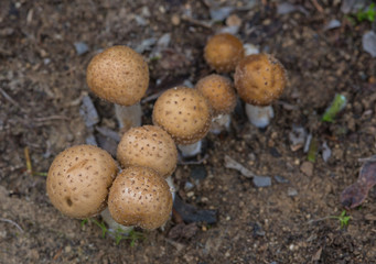 Group of fresh mushroom plants on the ground.