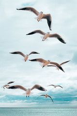 Seagulls