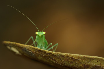 Image of green mantis(Hierodula patellifera) on leaves. Insect, Animal.