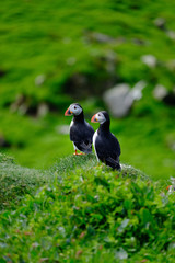 Puffins on the islands of Mykines in the Faroe Islands