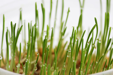 young sprouts of oats sprouted for cats in the winter to improve digestion and as a source of vitamins and enzymes. green grass with drops of dew.