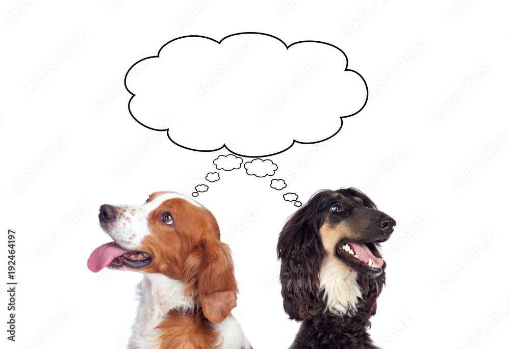 Wall mural dogs isolated on white background