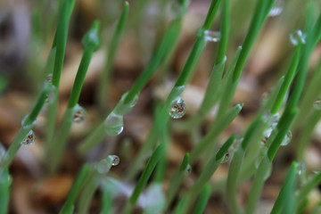 young sprouts of oats sprouted for cats in the winter to improve digestion and as a source of...