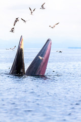 Naklejka premium Bryde's whale, Eden's whale, Eating fish at gulf of Thailand.