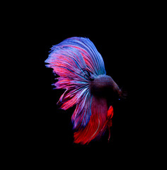 Betta fish, siamese fighting fish, betta splendens isolated on black background