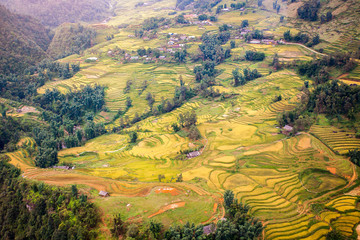 Rice fields at Northwest Vietnam