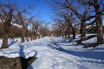冬の並木道