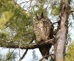 Eurasian eagle-owl, Bubo bubo 