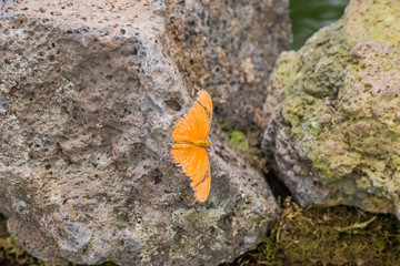 A Butterfly