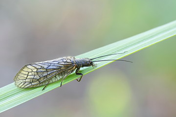 Alderfly