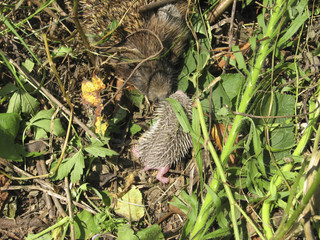Hedgehog. The prickly mammal is a hedgehog.